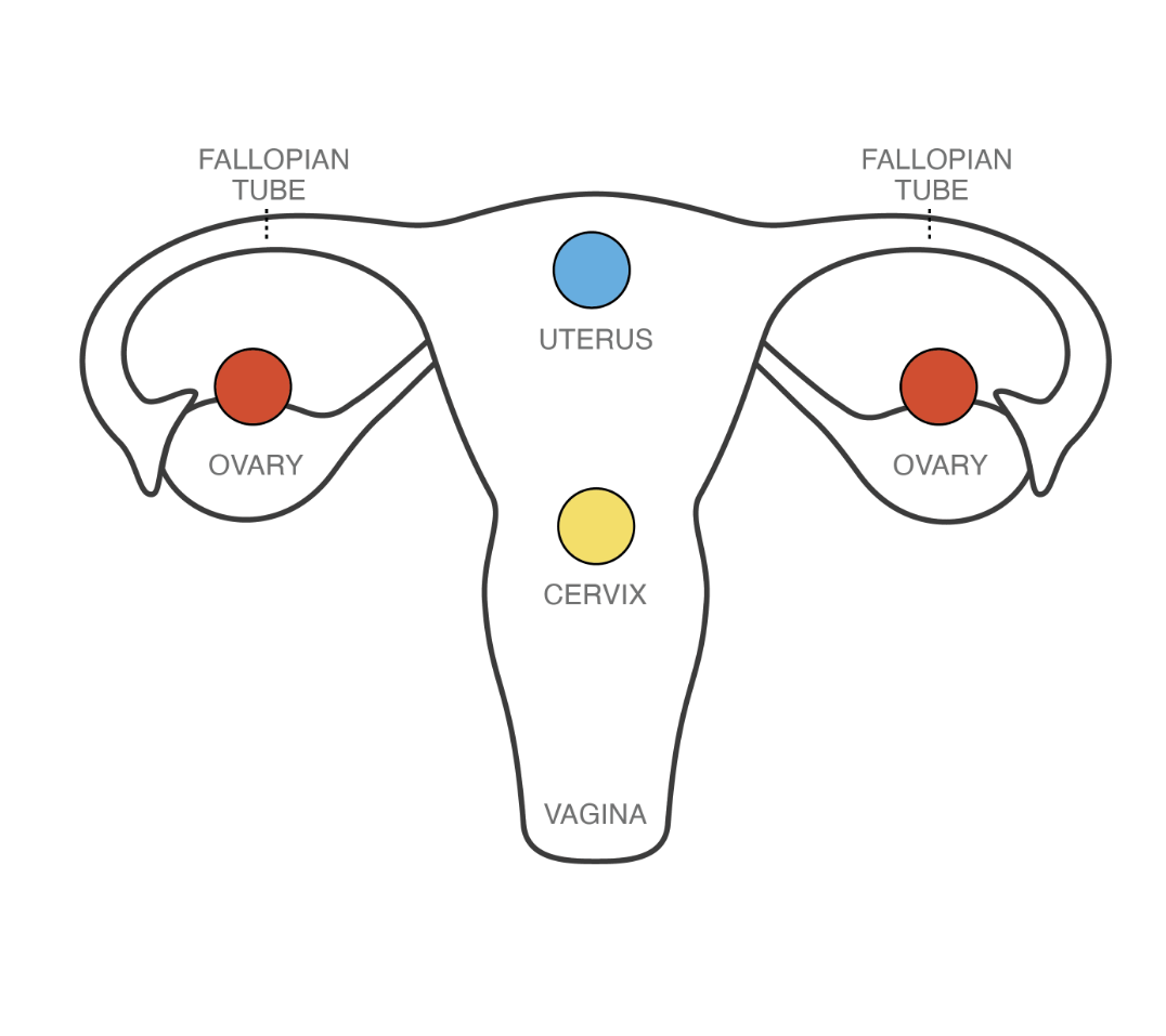 Diagram Showing How NEXPLANON® (etonogestrel implant) 68 mg Radiopaque Works in a Woman's Reproductive System